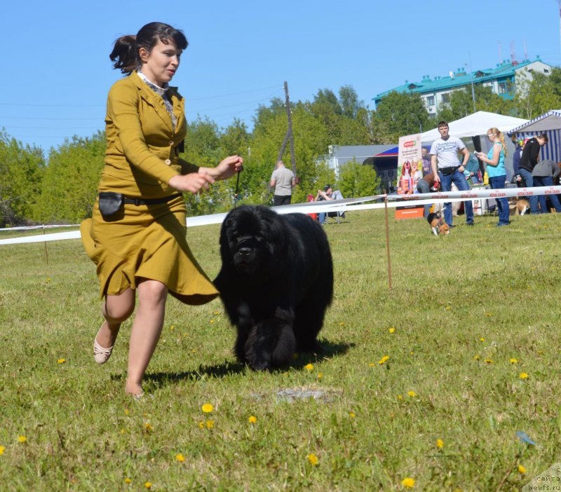 Фото: ньюфаундленд Super Premium William Shakspear (Супер Премиум Уильям Шекспир), Lyudmila Kudryavceva (Людмила Кудрявцева)