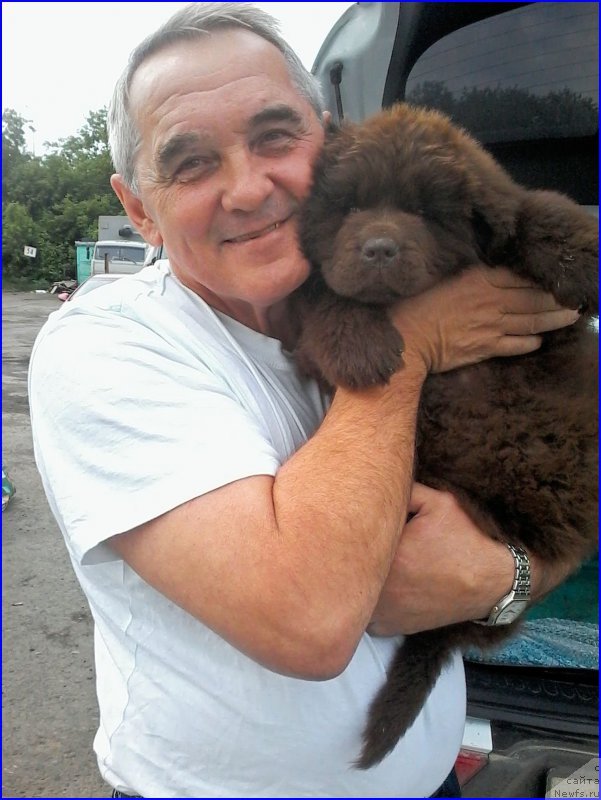 Фото: ньюфаундленд Braunblad MSK Brennan Lois (Браунблад МСК Бреннан Лоис)