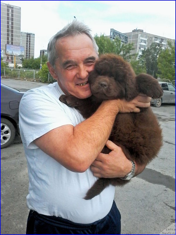 Фото: ньюфаундленд Braunblad MSK Brennan Lois (Браунблад МСК Бреннан Лоис)