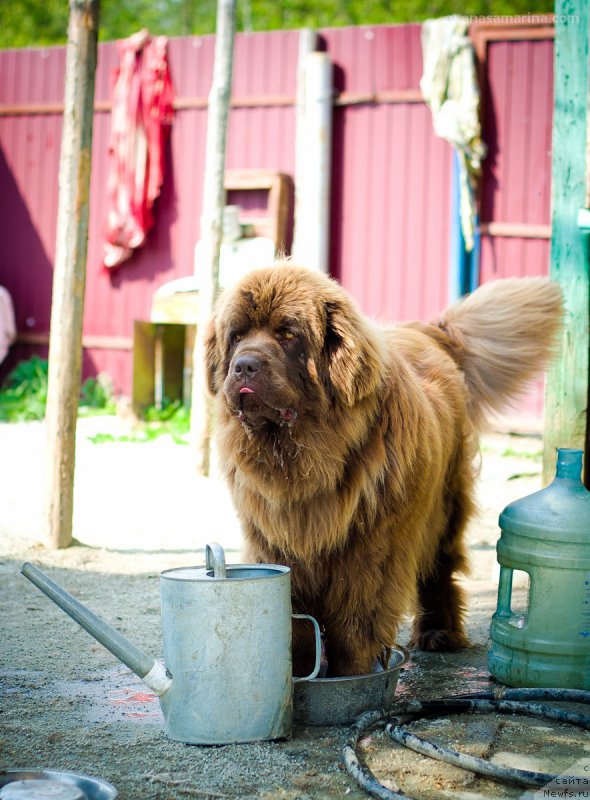 Фото: ньюфаундленд Brownblood MSK Hakim Gold Haydar (Браунблад МСК Хаким Голд Хайдар)
