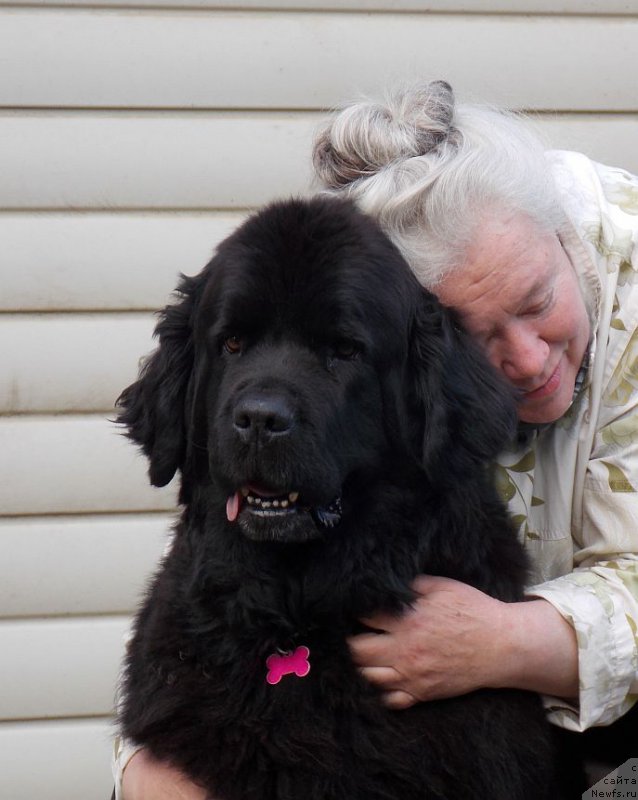 Фото: ньюфаундленд Bjornebandens Nancy Wilson, Svetlana Zyiryanova (Светлана Зырянова)