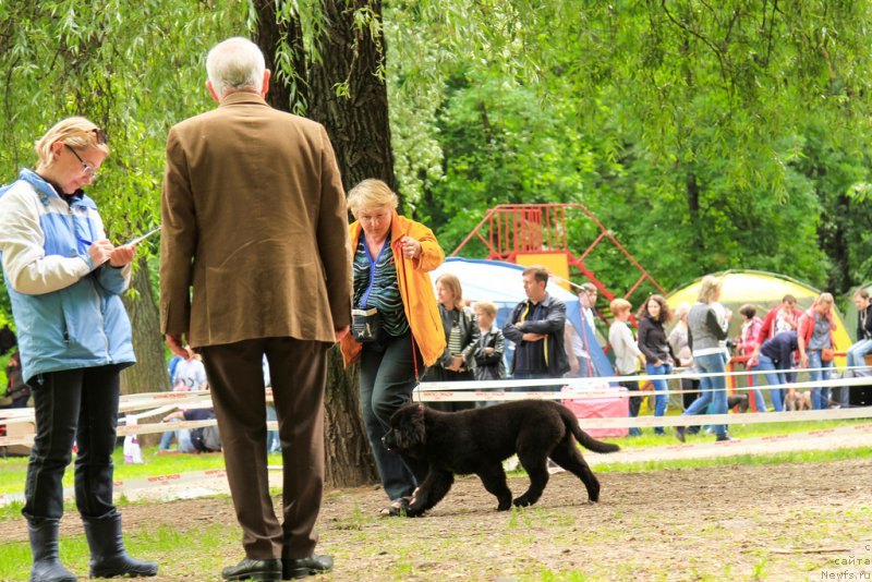 Фото: ньюфаундленд Parki is Antagrada (Парки из Антаграда)