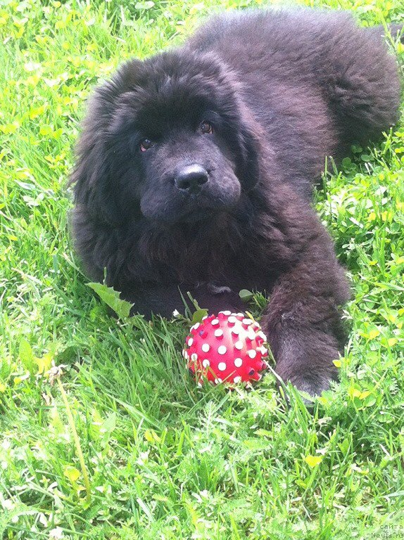 Фото: ньюфаундленд Perun is Antagrada (Перун из Антаграда)