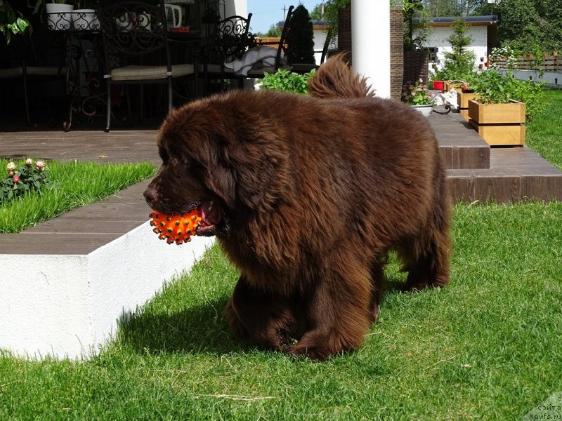 Фото: ньюфаундленд N'yufort Vivian (Ньюфорт Вивиан)