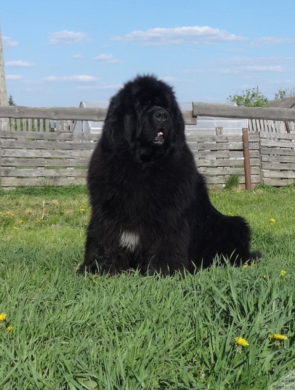 Фото: ньюфаундленд King of Helluland I'm Precious