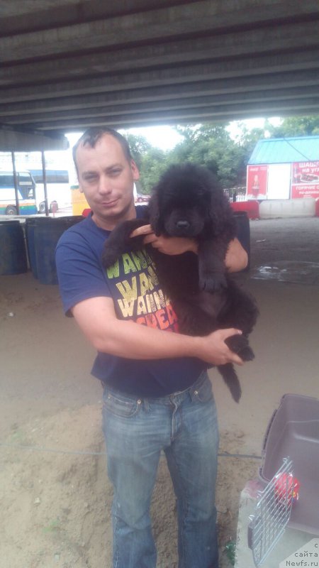 Фото: ньюфаундленд Braunblad MSK Vivitta Kurce (Браунблад МСК Вивитта Курце)