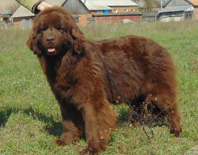 Фото: ньюфаундленд Big Sky Bear Kio Key