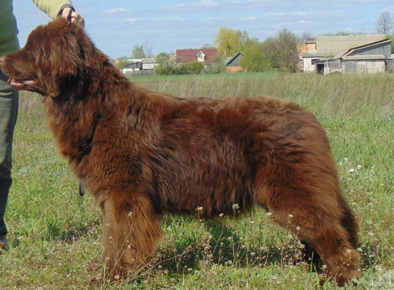 Фото: ньюфаундленд Big Sky Bear Kio Key