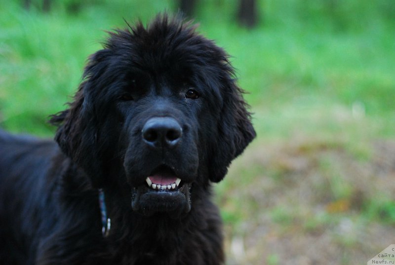 Фотография № 208686