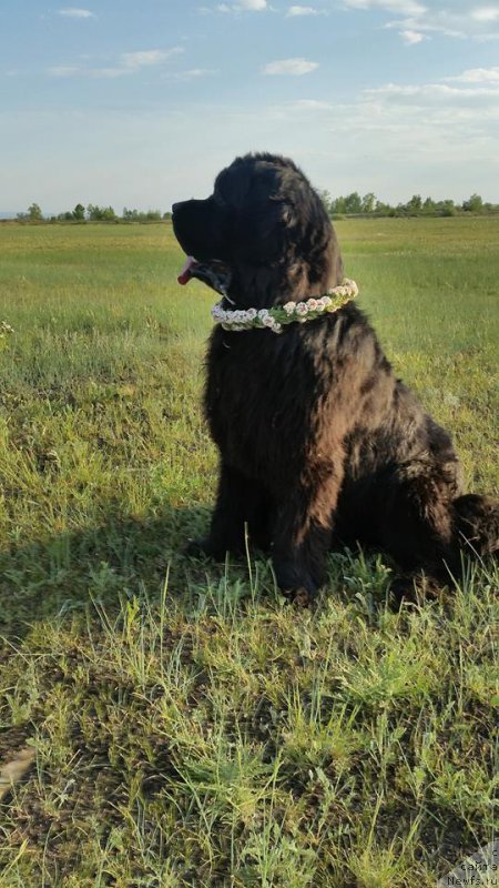 Фото: ньюфаундленд Huode Shen Aldvin (Хуодэ Шень Алдвин)