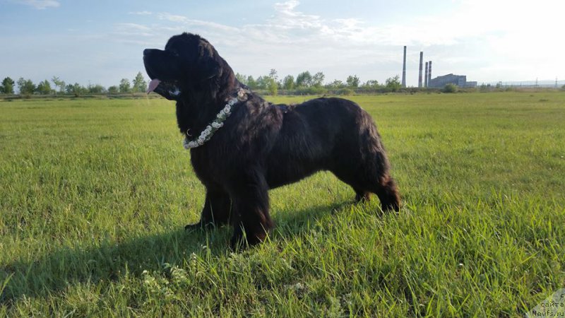 Фото: ньюфаундленд Huode Shen Aldvin (Хуодэ Шень Алдвин)