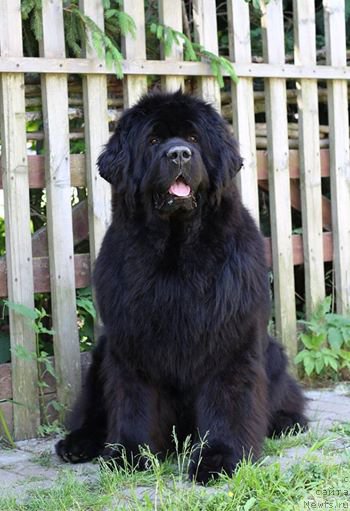 Фото: ньюфаундленд Rain Coast You Too