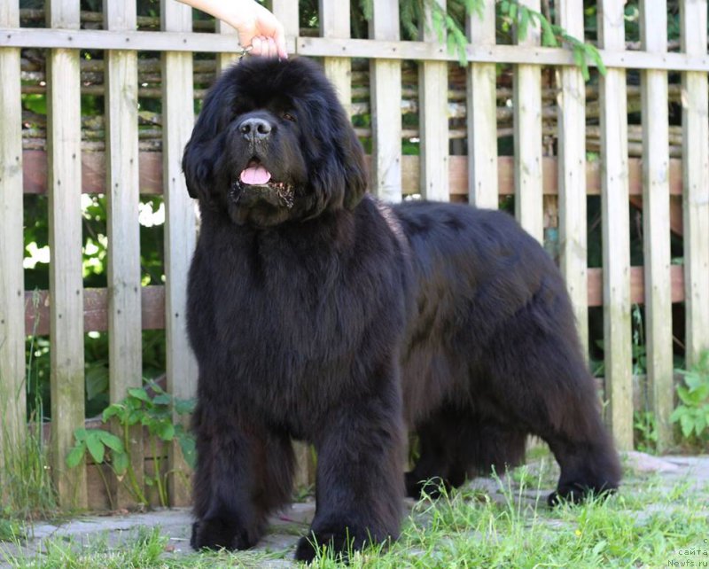 Фото: ньюфаундленд Rain Coast You Too