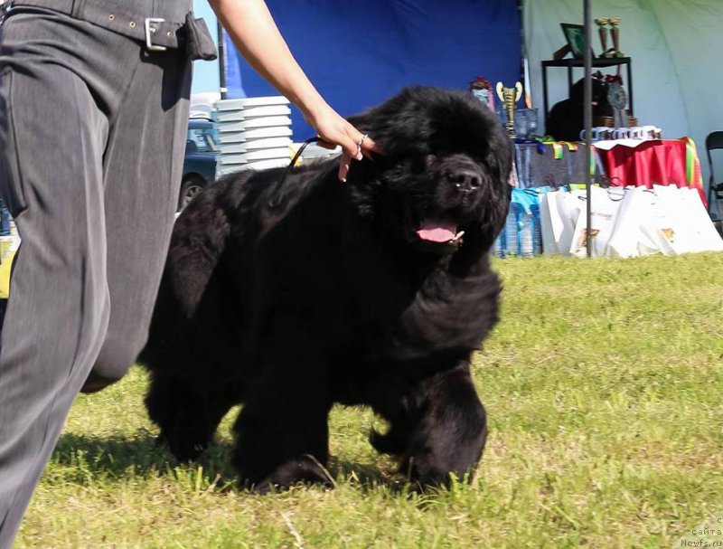 Фото: ньюфаундленд Rain Coast You Too, Natal'ya Dubovskaya (Наталья Дубовская)