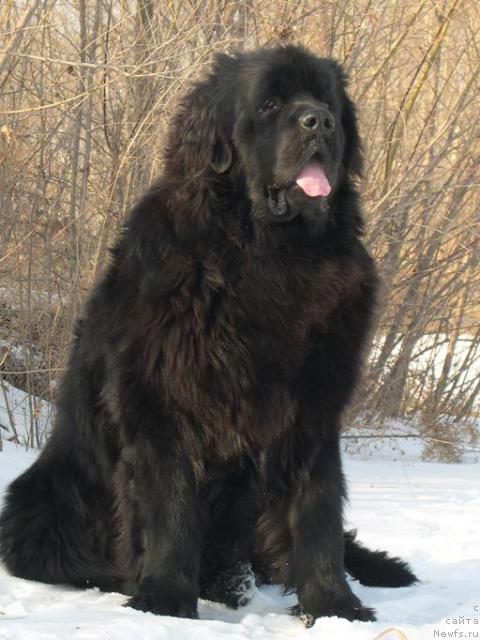 Фото: ньюфаундленд Akvatoriya Kelvin Zigmund (Акватория Келвин Зигмунд)