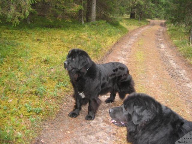 Фото: ньюфаундленд Butterfly from Giant's Island, ньюфаундленд Dana (Дана)