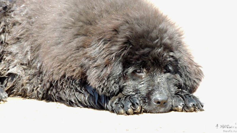 Фотография № 208738