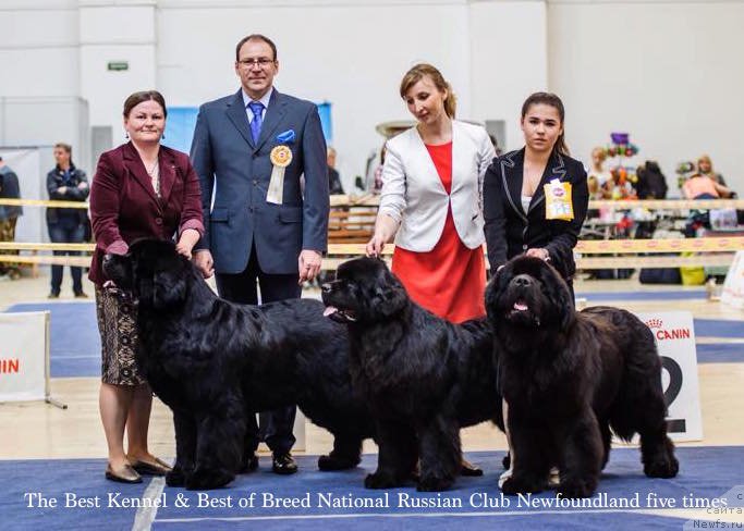Фото: ньюфаундленд Aquatoriya Kelvin Zolotoy Medved (Акватория Келвин Золотой Медведь), ньюфаундленд Aquatoria Kelvin Ursa High Spirit (Акватория Келвин Урса Хай Спирит), ньюфаундленд Akvatoriya Kelvin Drim Tim (Акватория Келвин Дрим Тим)