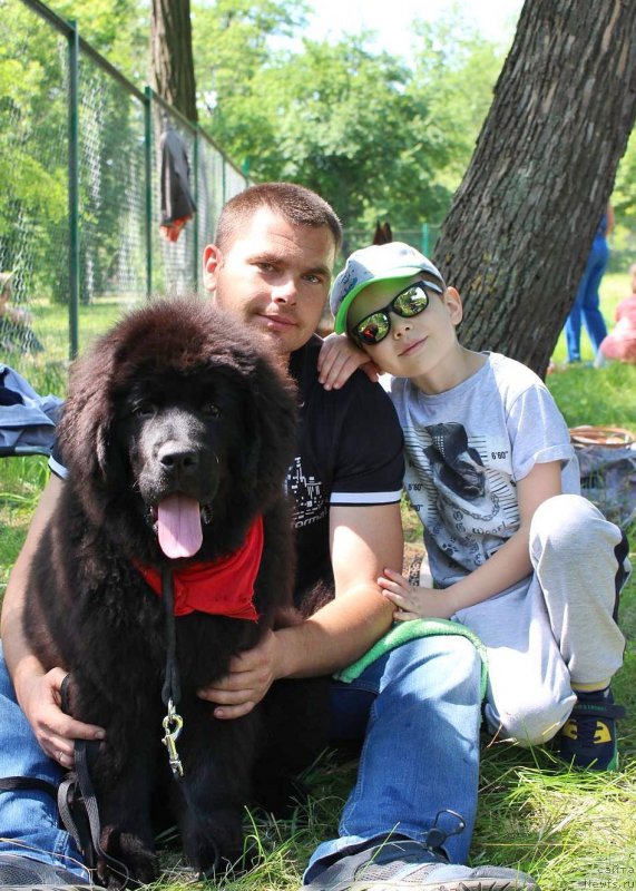 Фото: ньюфаундленд Zimnyaya Vishnya s Berega Dona (Зимняя Вишня с Берега Дона)