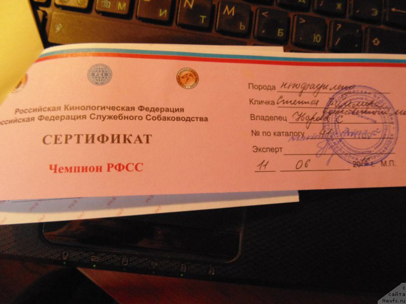 Фото: ньюфаундленд Stepnaya Pal'mira Edinstvennyiy Moy (Степная Пальмира Единственный Мой)