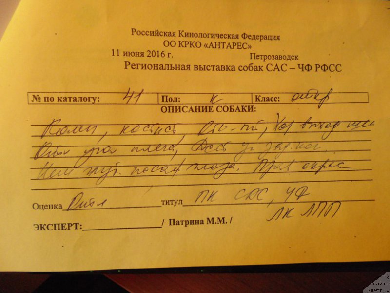 Фото: ньюфаундленд Stepnaya Pal'mira Edinstvennyiy Moy (Степная Пальмира Единственный Мой)