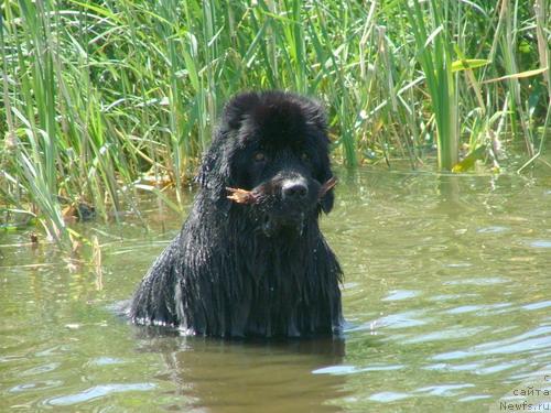 Фото: ньюфаундленд Airam Payv Black (Айрам Пэйв Блэк)