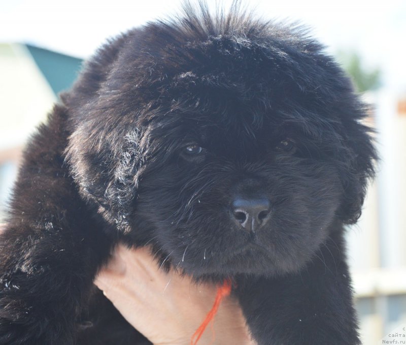 Фотография № 208773