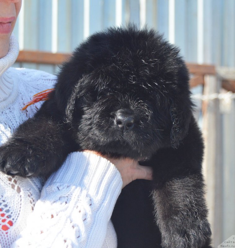 Фотография № 208774