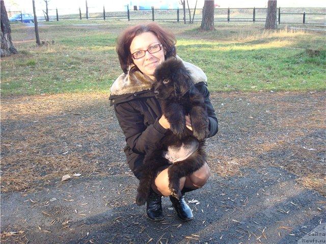 Фото: Lyudmila Lityaeva (Людмила Литяева), ньюфаундленд Jemchujina Sibiri ot Marleon Dusvik (Жемчужина Сибири от Марлеон Дусвик)