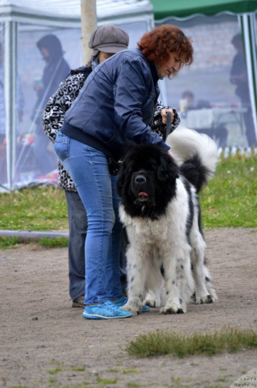 Фото: ньюфаундленд Stepnaya Pal'mira Edinstvennyiy Moy (Степная Пальмира Единственный Мой)