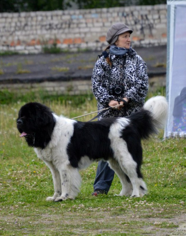 Фото: ньюфаундленд Stepnaya Pal'mira Edinstvennyiy Moy (Степная Пальмира Единственный Мой)