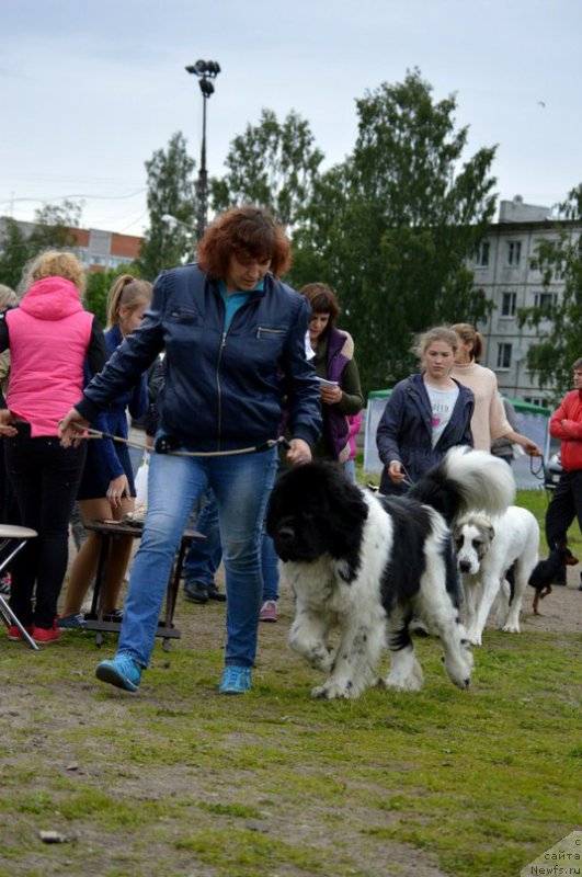 Фото: ньюфаундленд Stepnaya Pal'mira Edinstvennyiy Moy (Степная Пальмира Единственный Мой)