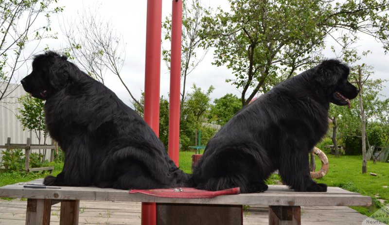 Фото: ньюфаундленд I'm Little Princess Midnight Bear, ньюфаундленд Talisman Morya Magiya Voln (Талисман Моря Магия Волн)