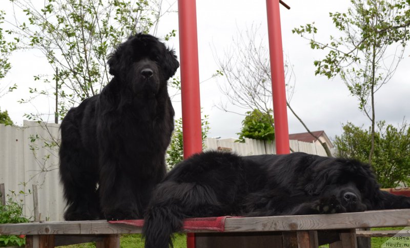 Фото: ньюфаундленд I'm Little Princess Midnight Bear, ньюфаундленд Talisman Morya Magiya Voln (Талисман Моря Магия Волн)