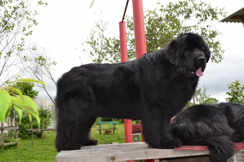 Фото: ньюфаундленд I'm Little Princess Midnight Bear