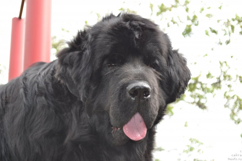 Фото: ньюфаундленд I'm Little Princess Midnight Bear