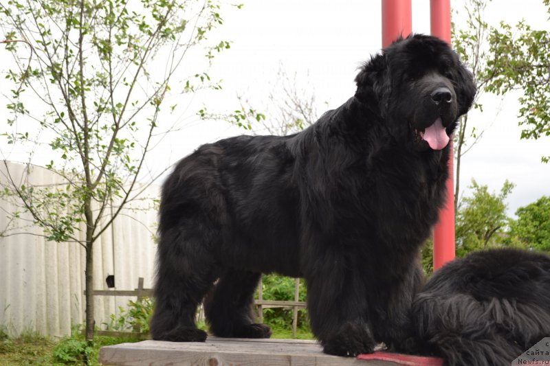 Фото: ньюфаундленд I'm Little Princess Midnight Bear