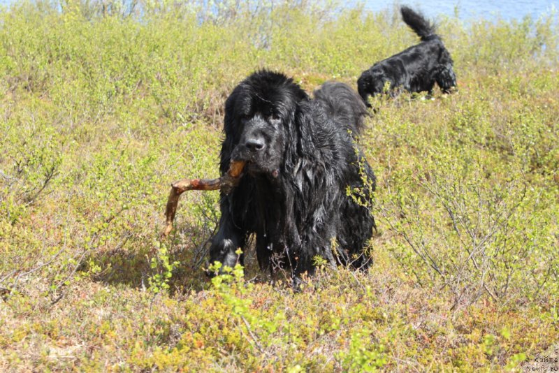 Фото: ньюфаундленд Neretum Tribe Xagrid