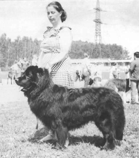 Фото: ньюфаундленд Frend Top (Френд Топ)