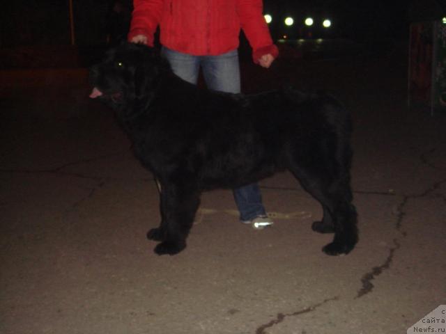 Фото: ньюфаундленд Pchiolkin Dom Avrora (Пчёлкин Дом Аврора)