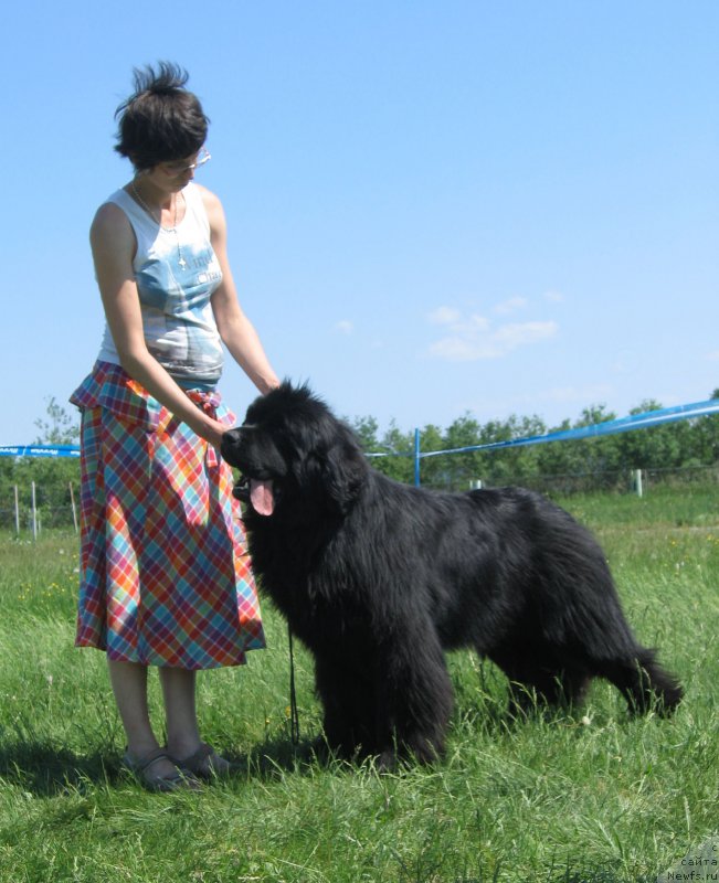 Фото: ньюфаундленд Aquatoriya Kelvin Avanturist (Акватория Келвин Авантюрист)