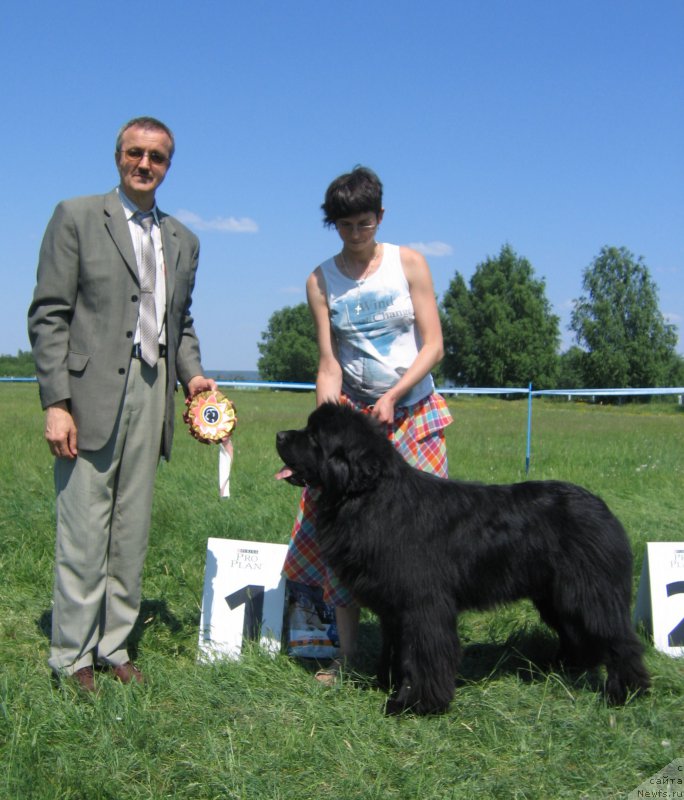 Фото: ньюфаундленд Aquatoriya Kelvin Avanturist (Акватория Келвин Авантюрист)