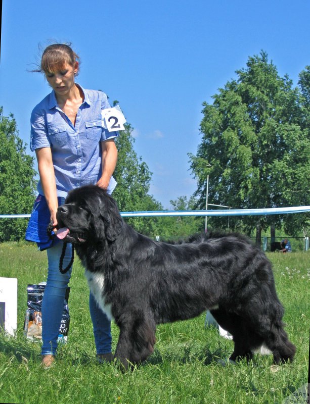 Фото: ньюфаундленд Fandorin iz Plemeni Kedra (Фандорин из Племени Кедра)