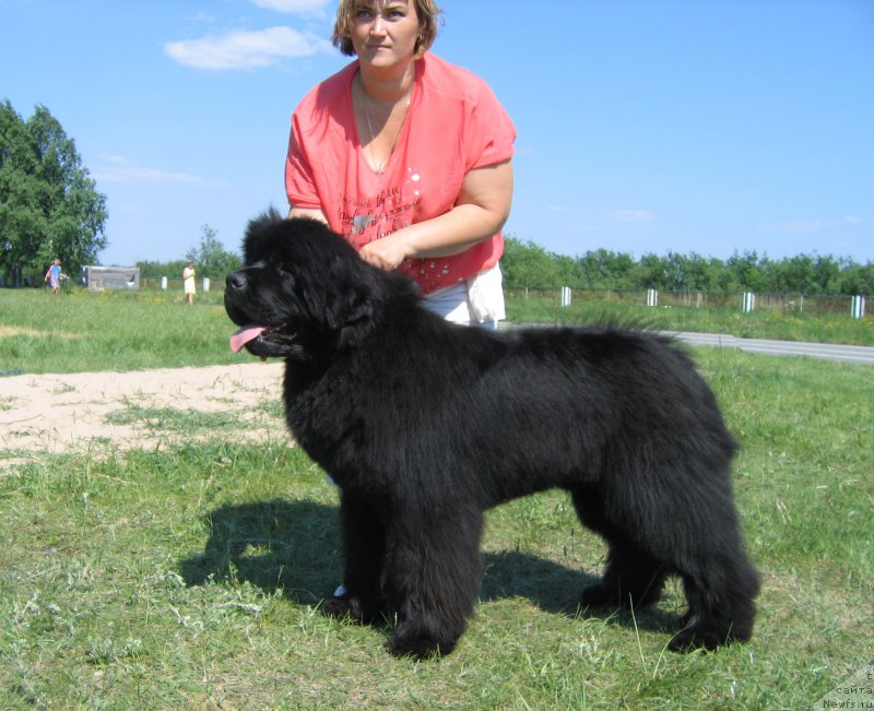 Фото: ньюфаундленд YEl'brus iz Antagrada (Эльбрус из Антаграда)