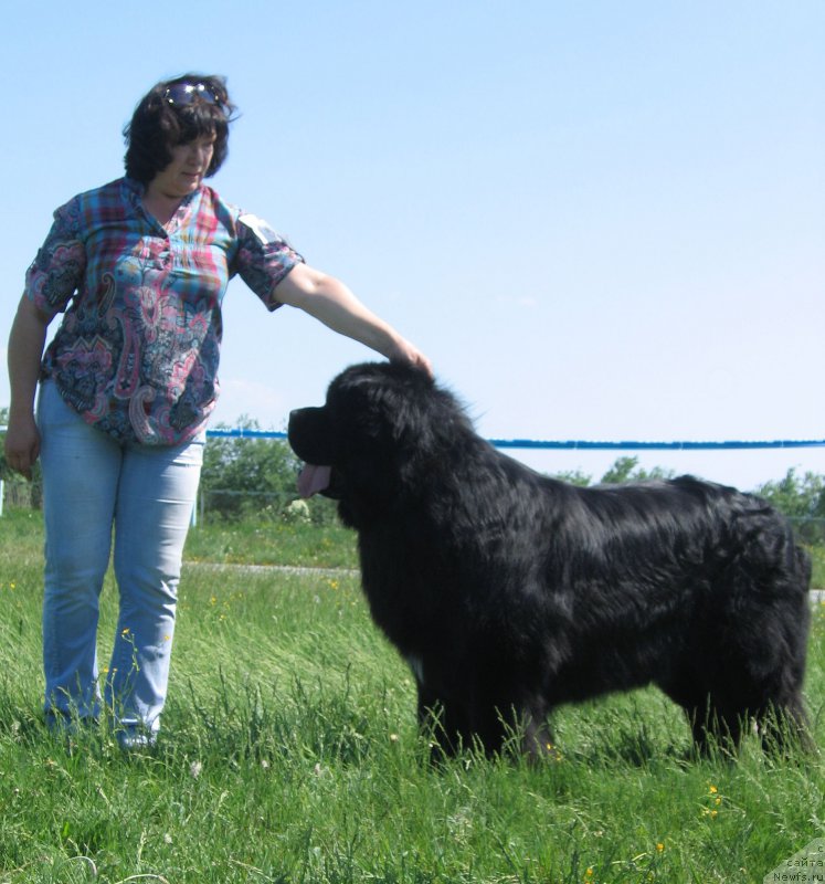 Фото: ньюфаундленд Radomir iz Plemeni Kedra (Радомир из Племени Кедра)