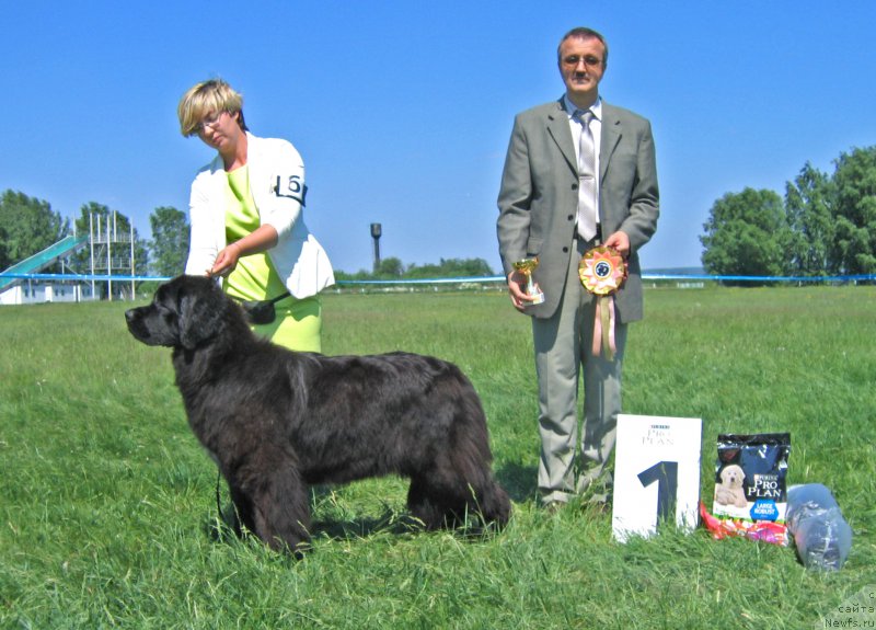 Фото: ньюфаундленд Egoza Deriza ot Sibirskogo Medvedja (Егоза Дериза от Сибирского Медведя)
