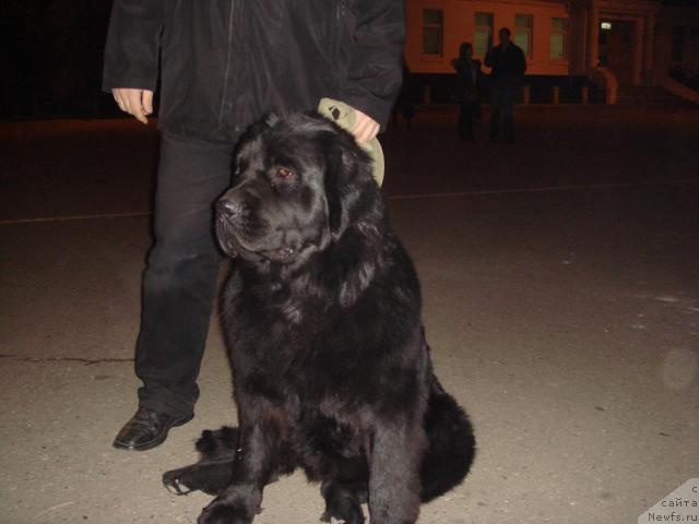 Фото: ньюфаундленд Pchiolkin Dom Avrora (Пчёлкин Дом Аврора)