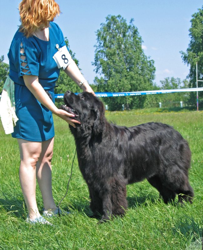 Фото: ньюфаундленд Super Premium Undercover Love (Супер Премиум Ундерковер Лове)