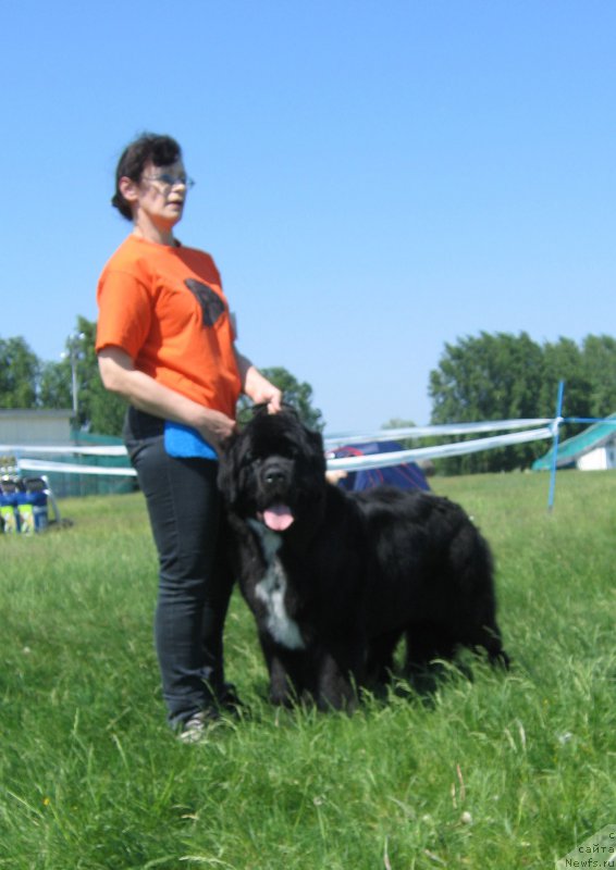 Фото: ньюфаундленд Huode Shen Afina (Хуодэ Шень Афина)