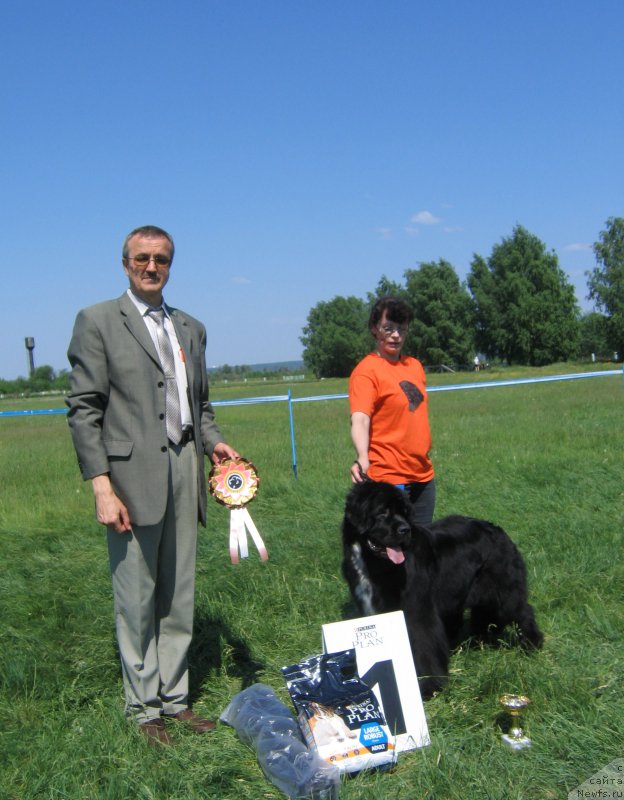 Фото: ньюфаундленд Huode Shen Afina (Хуодэ Шень Афина)